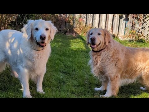 My dogs in the backyard. Funny camera control.