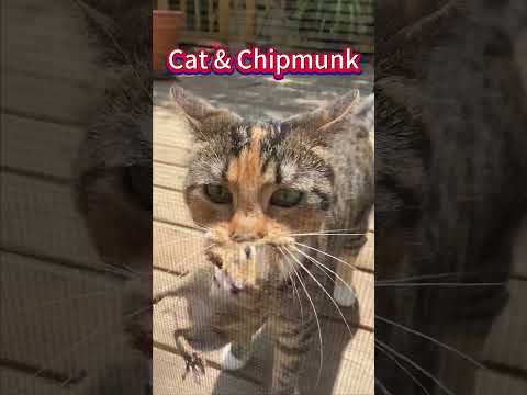 Did I save the poor little chipmunk?