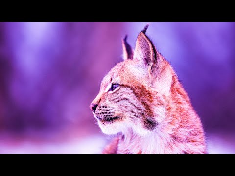 Meditative Relaxing Music | 432Hz Healing Frequency Music | Music Energy Healing | Love Self Music