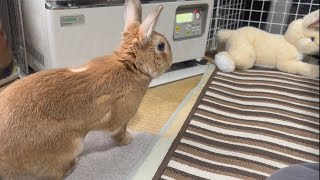 うさぎがお気に入りのストーブ前特等席にぬいぐるみを置いた結果・・・　(No.1754)