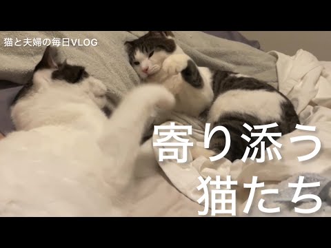 猫と夫婦の毎日VLOG#455 寝落ち人間に寄り添う猫たち