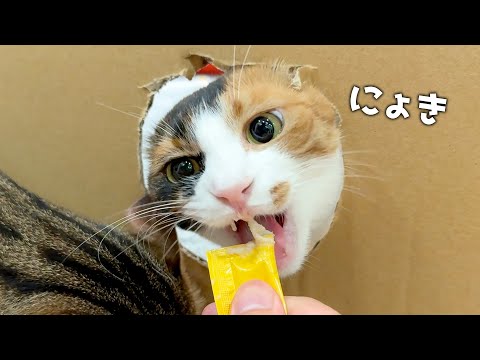 壁から猫の生首が生えてきたのでおやつをあげて手懐けます