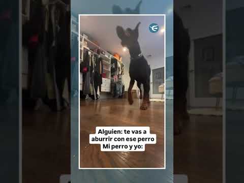 ¡Nuevo juego desbloqueado: Escondidas con tu perro! #shorts