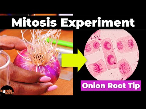 Mitosis Experiment Onion Root Tip Procedure