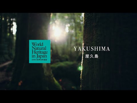 屋久島の1日をめぐる｜日本の世界自然遺産　Through a Day on Yakushima | World Natural Heritage in Japan