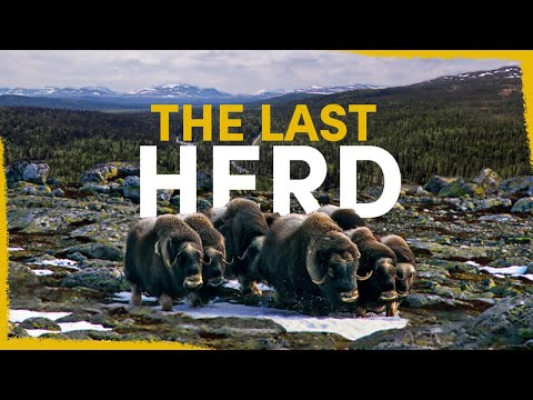 The Last Muskox in Sweden are Dying Out - here's how we can help