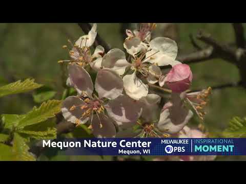 Milwaukee PBS Presents | Inspirational Moments | Mequon Nature Preserve