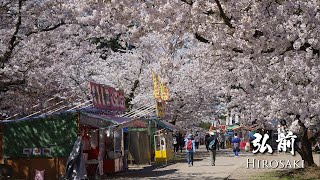 Hirosaki, The Best Cherry Blossom Spot in Northern Japan | 4K