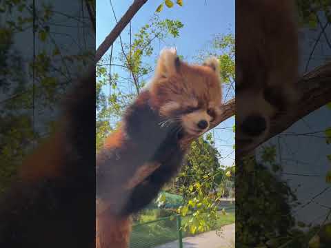 Who hasn't heard the call of the red panda?