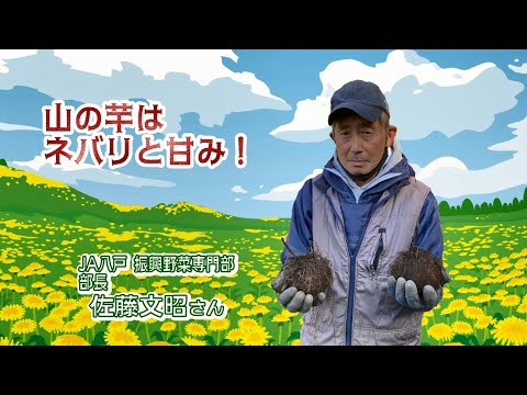 2022年11月18日放送「Fresh Vegetable」旬の青森県産山の芋を紹介～JA八戸より～