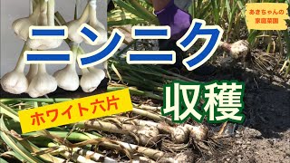 ニンニクの収穫【ホワイト六片】【家庭菜園】【にんにく】