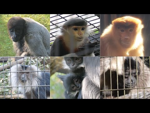 60% of primates are at risk of extinction　Yokohama Zoo Zoorasia  202412