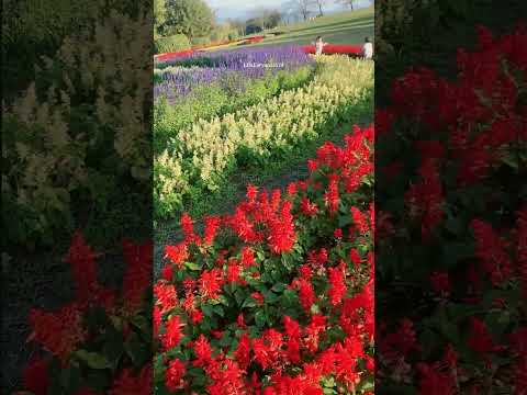 去见你梦里的伊甸园  京都遥遥 任时光匆匆流去我只在乎你 花海 今日心情 #Tour #专业导游 #包车服务 #日本旅游 #导游