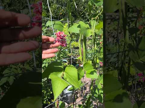 Harvesting vegetables #gardening #shorts