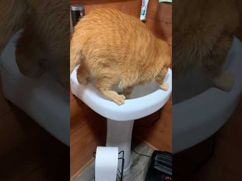 Thirsty ##catshorts #catvideos #countrylife #precious #orangecat #catloversonly #toebeans #catpaws