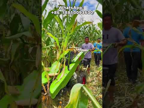 It’s really easy to have a corn harvester.#agricultural#machinery #agriculture#branch#farming#nature