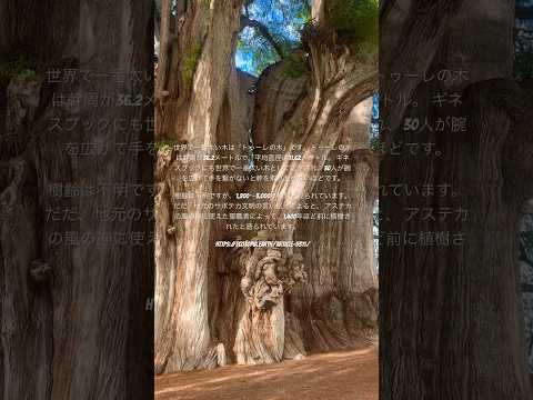 世界一太い木「トゥーレの木」/The thickest tree in the world ''The Tule'' #旅 #大学生　#メキシコ