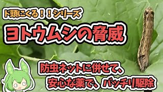 ヨトウムシの脅威、まだまだ続く。防虫ネットだけでは防げない、安心な薬もあるから、一緒に使ってヨトウムシを駆除【家庭菜園】【ド頭にくる！！】