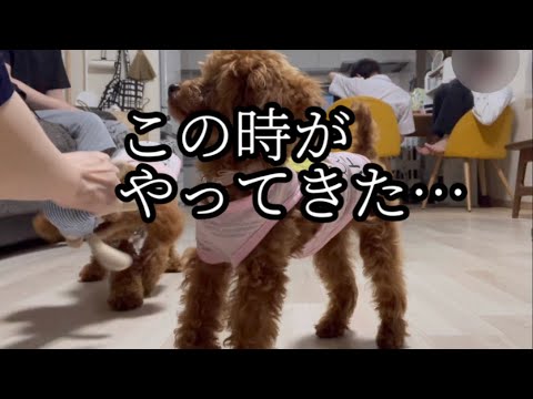 ついにこの時がきました！【記念動画】