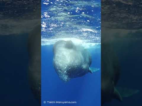 目の前でずっと止まってくれたマッコウクジラ🐳