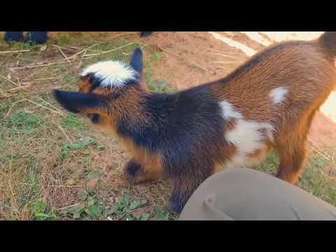 Baby Goat kid Zofia 2 days old(4)