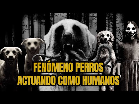 5 Historias nuevas de perros actuando como humanos.