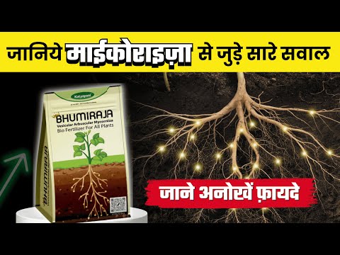 मायकोराइजा: फसलों में अनोखें फायदे और जैविक खेती में महत्व | Mycorrhiza Benefits in Organic Farming