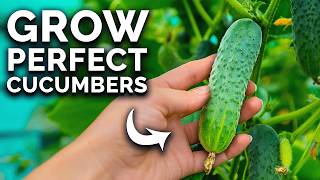 How To Grow Cucumbers (From Seed To Harvest) 🥒