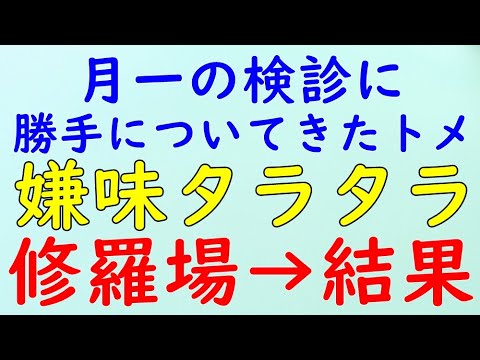 【スカッとする話】修羅場　三年子なきは云々とずっと喋ってる。→結果