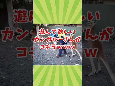 カンガルーさんの動画見て癒されたら寝ろwww　#2ch動物スレ #動物 #shorts #2ch