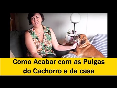 😨😱 DEPOIMENTO - Método infalível para Acabar com Pulgas nos animais e na casa, DEFINITIVAMENTE !!!