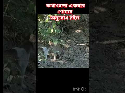 নবীজি_বিড়াল_ঘরে_কেন_পালতেন #nishabd #shorts #viralvideo