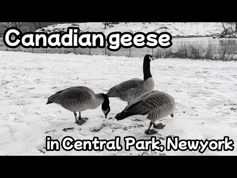 冬のカナダガン(Canadian Goose) 、ニューヨークのセントラルパークにて #goose #centralpark #newyork #カナダガン #セントラルパーク #ニューヨーク #冬