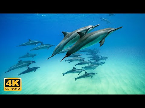 2 hour 4K Magnificent Underwater Views