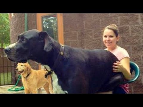 Big Dogs Thinks They're Lap Dog Compilation