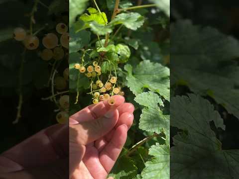 Let’s harvest some white currants #gardening #fruits #shorts