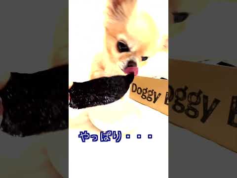 小さいチワワが奮闘し可愛く食べるおやつ⭐️ドギーボックス5月の開封‼️その２🎁 ＃shorts＃doggybox