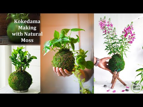 How I Make Kokedama in This Rainy Season | Kokedama Making | Moss Ball Garden//GREEN PLANTS