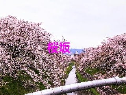 桜坂　～エアロフォンAE-20で吹いてみた