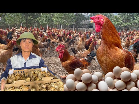 165 days: Start a business with a free-range chicken farming model - poultry farming