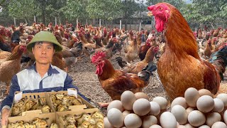 165 days: Start a business with a free-range chicken farming model - poultry farming