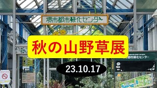 【秋の山野草展23.10.17】蘭のような華麗さがなく、気付かないほど控えめに、そっと咲く野花も丹精込めると、心を癒してくれる友になれる。#大仙公園#堺市都市緑化センタ