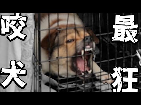 【一撃】最強の咬傷犬を保護したら1年でやばいことになりました。。。