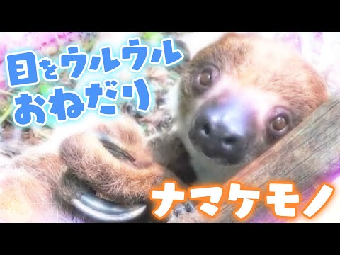 目をウルウルおねだりナマケモノ