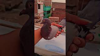 #youtubesupport #pigeon #pigeonbreeds #youtubeshorts #bird #whitepigeon #pigeontypes #pigeonlove