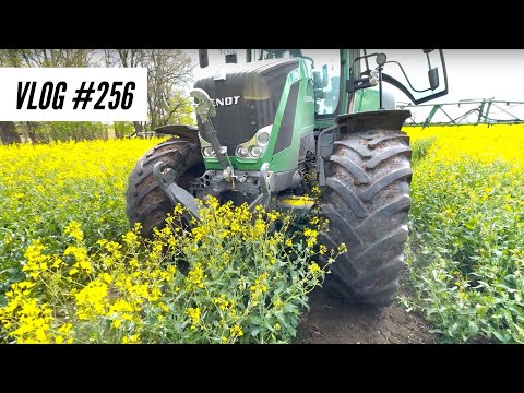 Vlog #256 Giving in wheat and rapeseed flower treatment