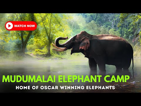 Mudumalai Elephant Camp | Theppakadu Elephant Camp | Elephant Camp Mudumalai | Ooty Tourist Places