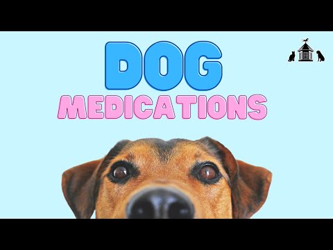 Dog Medications You Need To Know About