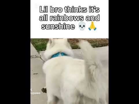 #viral #trending #fyp #short #shorts #meme #memes #funny #husky #dog #funnymemes #memefunny