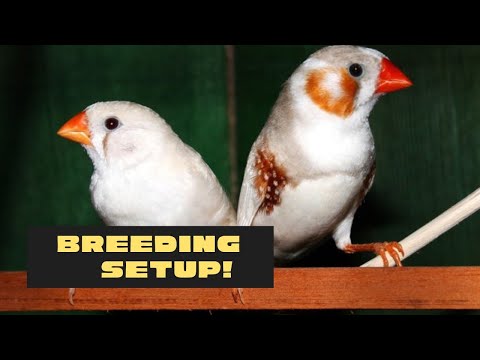 My breeding setup - Zebra finch (Taeniopygia guttata)